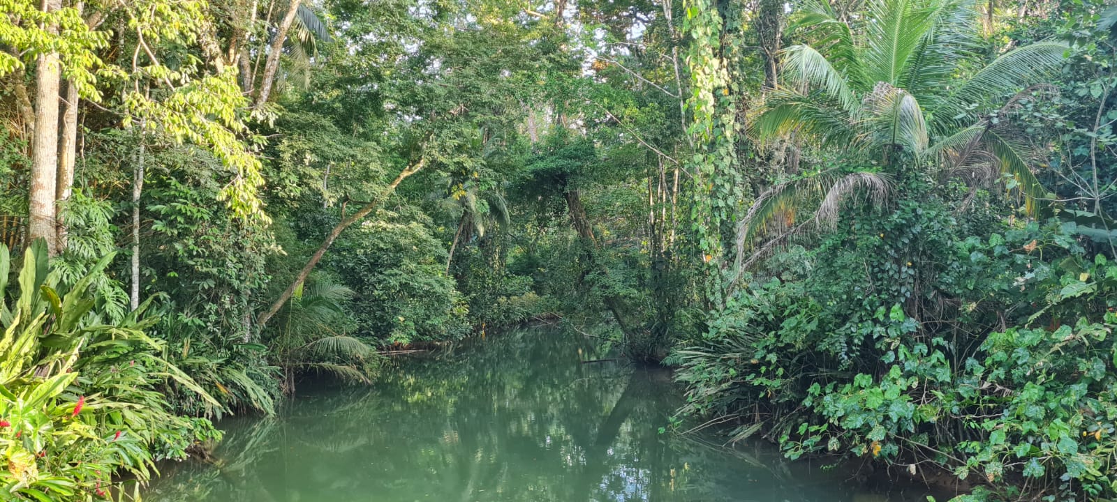 Puerto Viejo Jungle